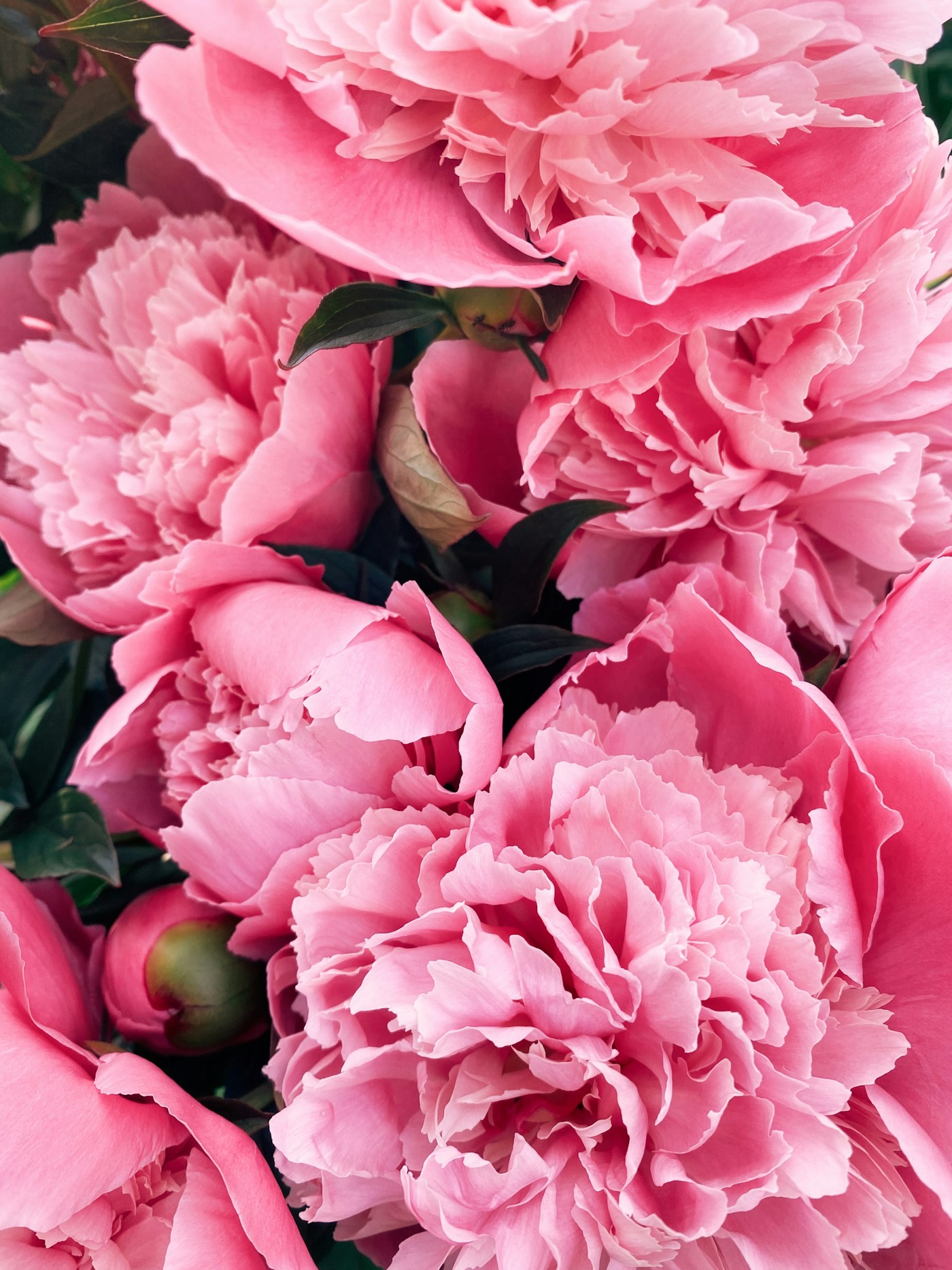 Peônias cor-de-rosa em plena floração.